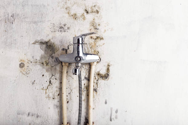 Best Mold Removal Near Me  in Hickory, NC