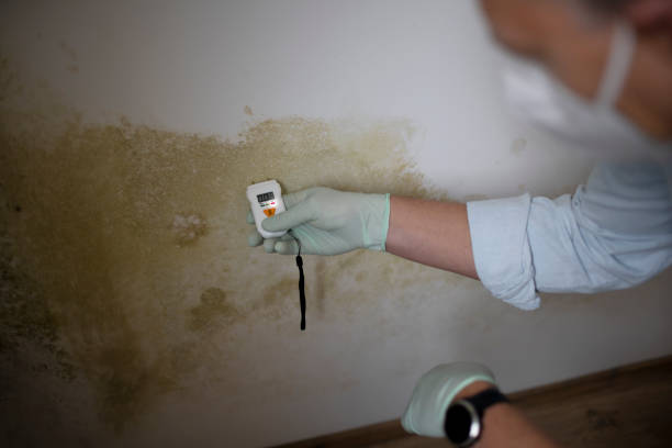 Best Emergency Mold Removal  in Hickory, NC