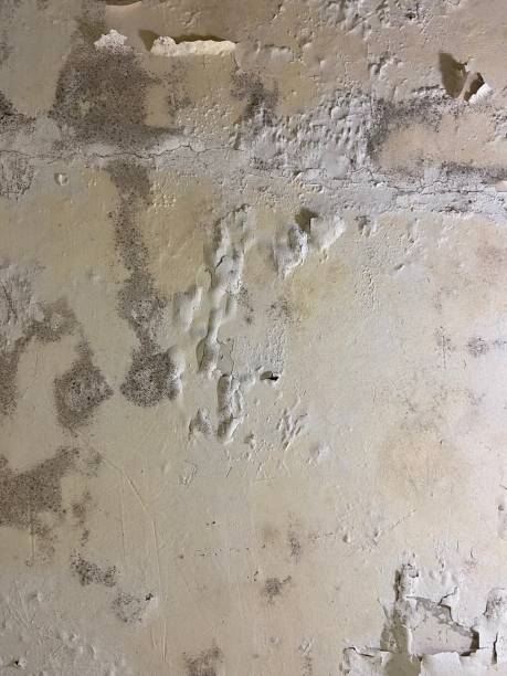 Best Crawl Space Mold Removal  in Hickory, NC
