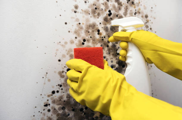 Best Office Mold Removal Services  in Hickory, NC