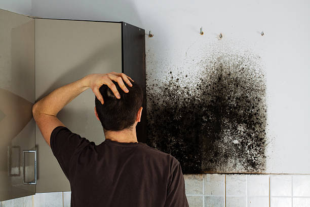 Best Black Mold Removal  in Hickory, NC