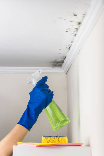 Hickory, NC Mold Removal Company