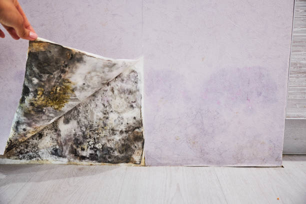 Mold Testing and Removal in Hickory, NC